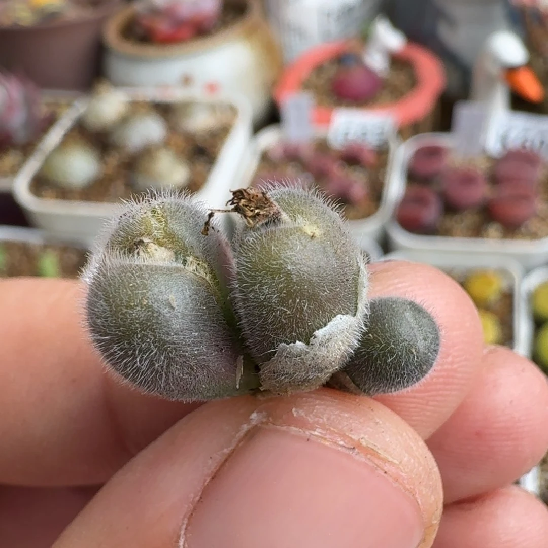 K654大型S毛球母本