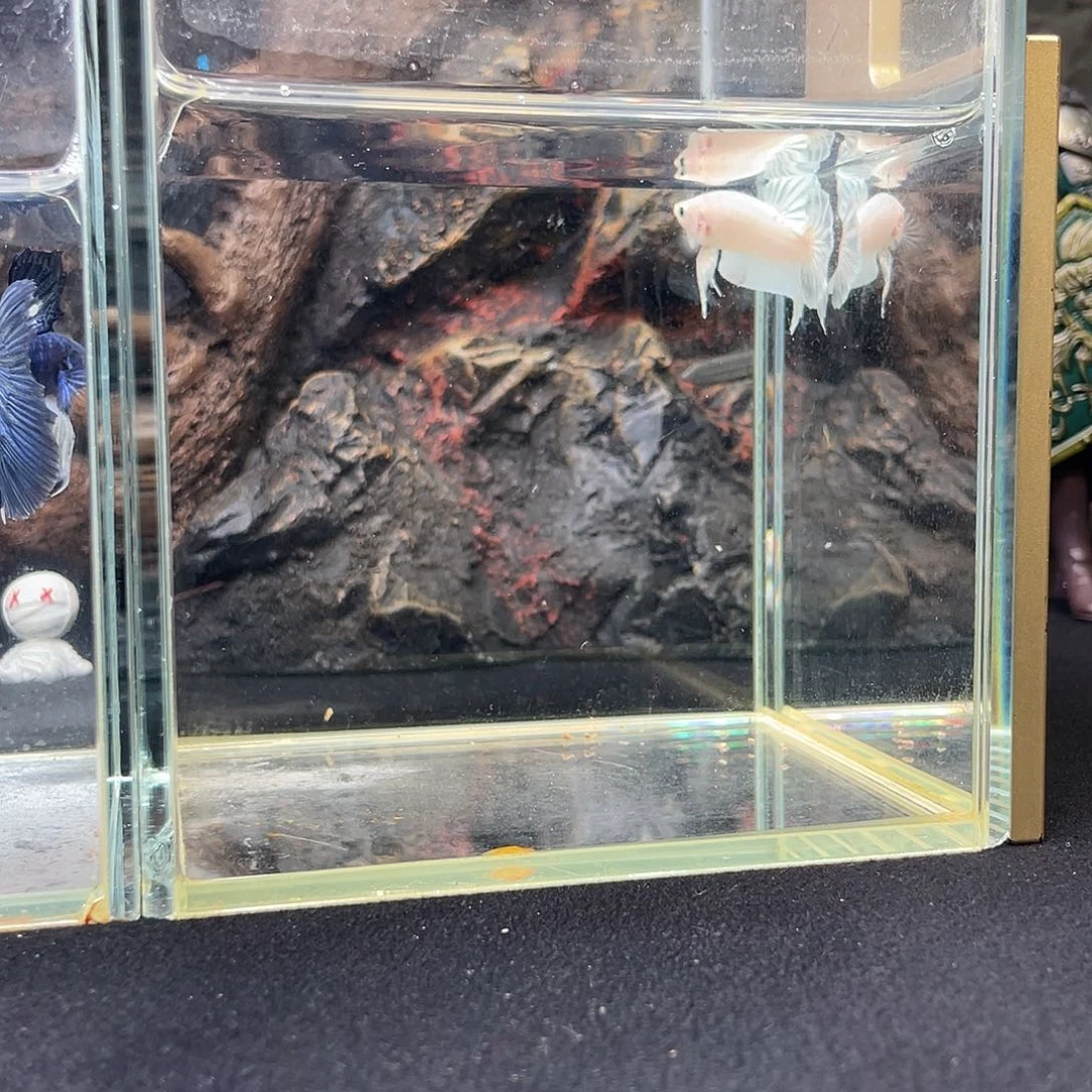 斗鱼十月二十三日竞价