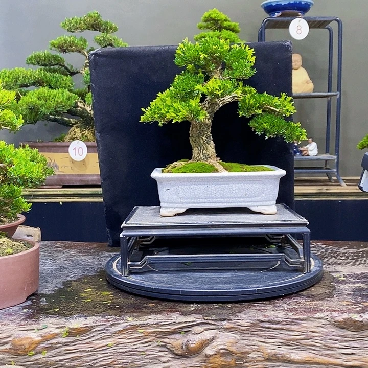 无花朵黄杨盆景四季常青