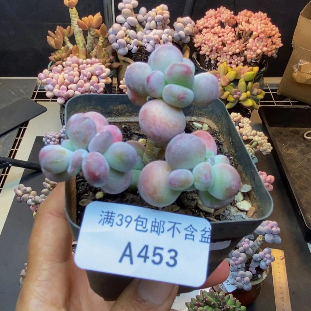 453苹果奶一代多肉5c m