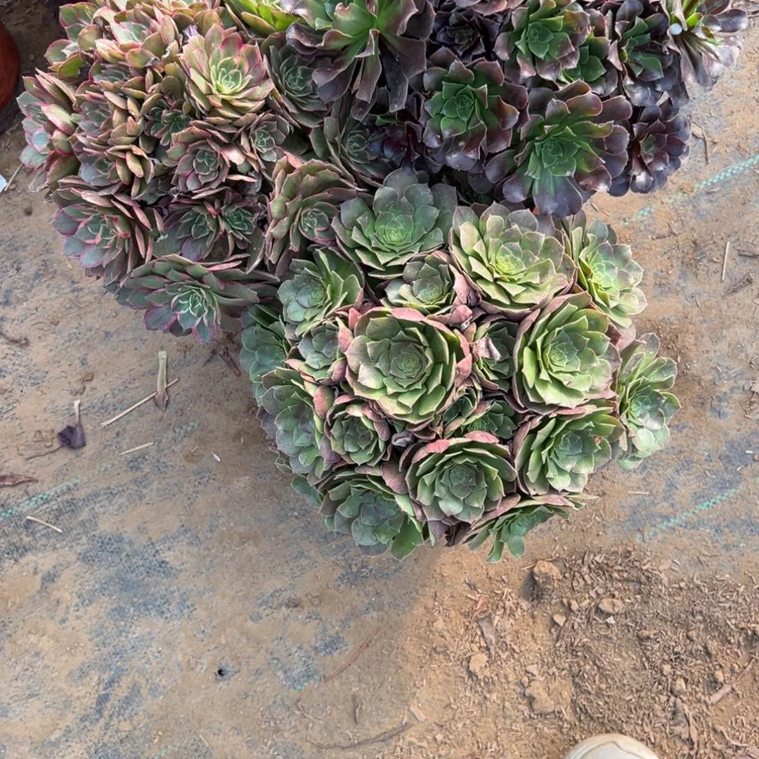 696三颗组合多肉植物法师多肉