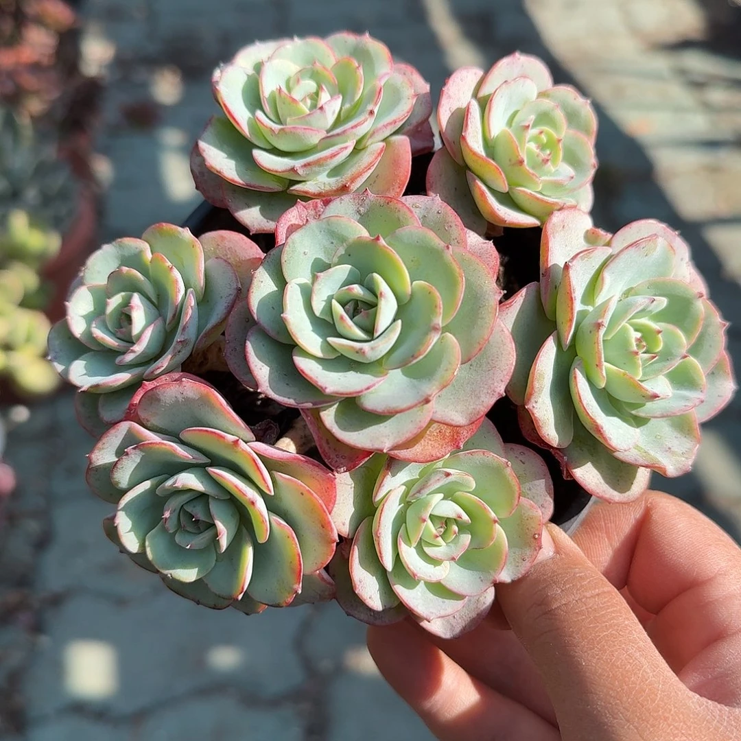 奶油黄桃多肉植物精品