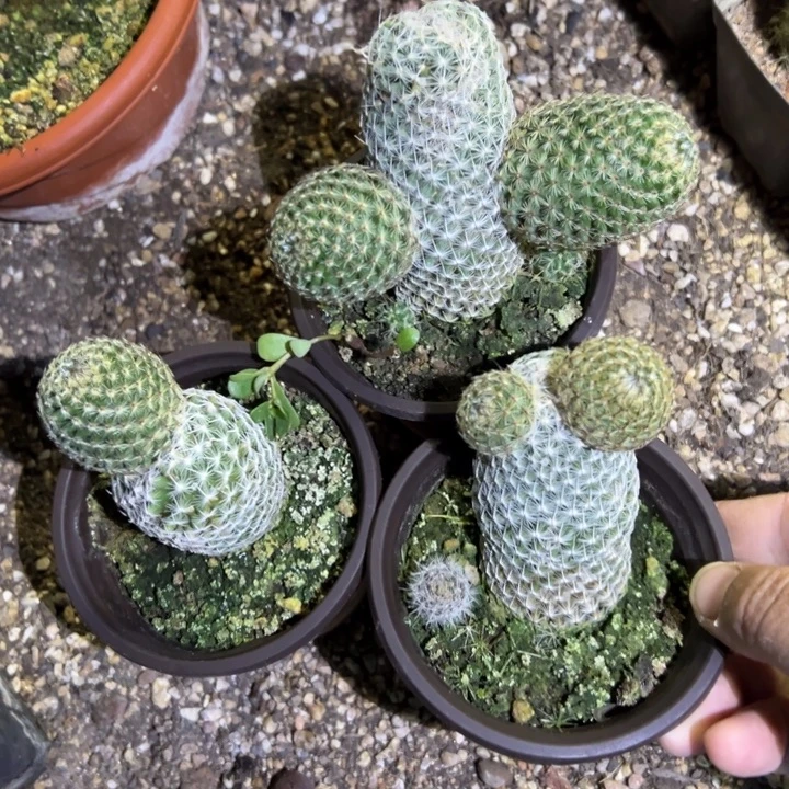 马图达3颗老庄有疤