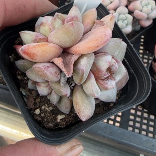 142德国香槟一物一拍多肉