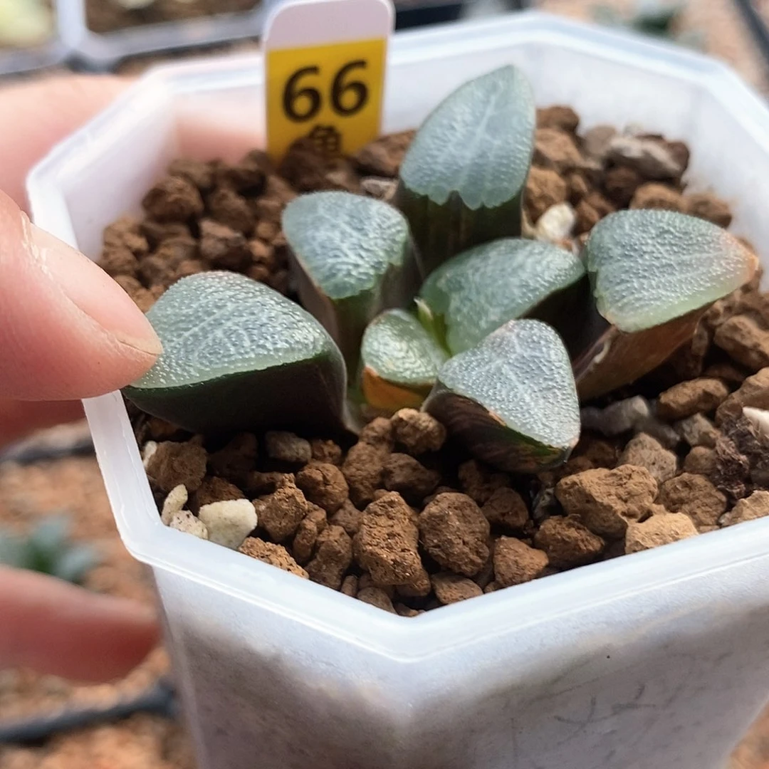 红陶66号网纹锦一物一拍