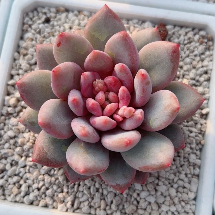 精品多肉植物老桩
