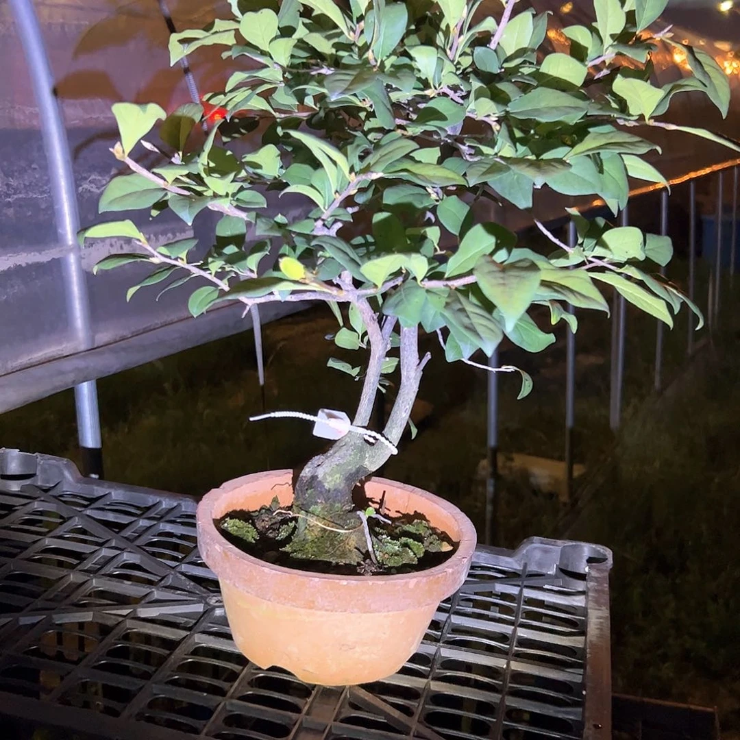 无花朵盆景不包邮98743