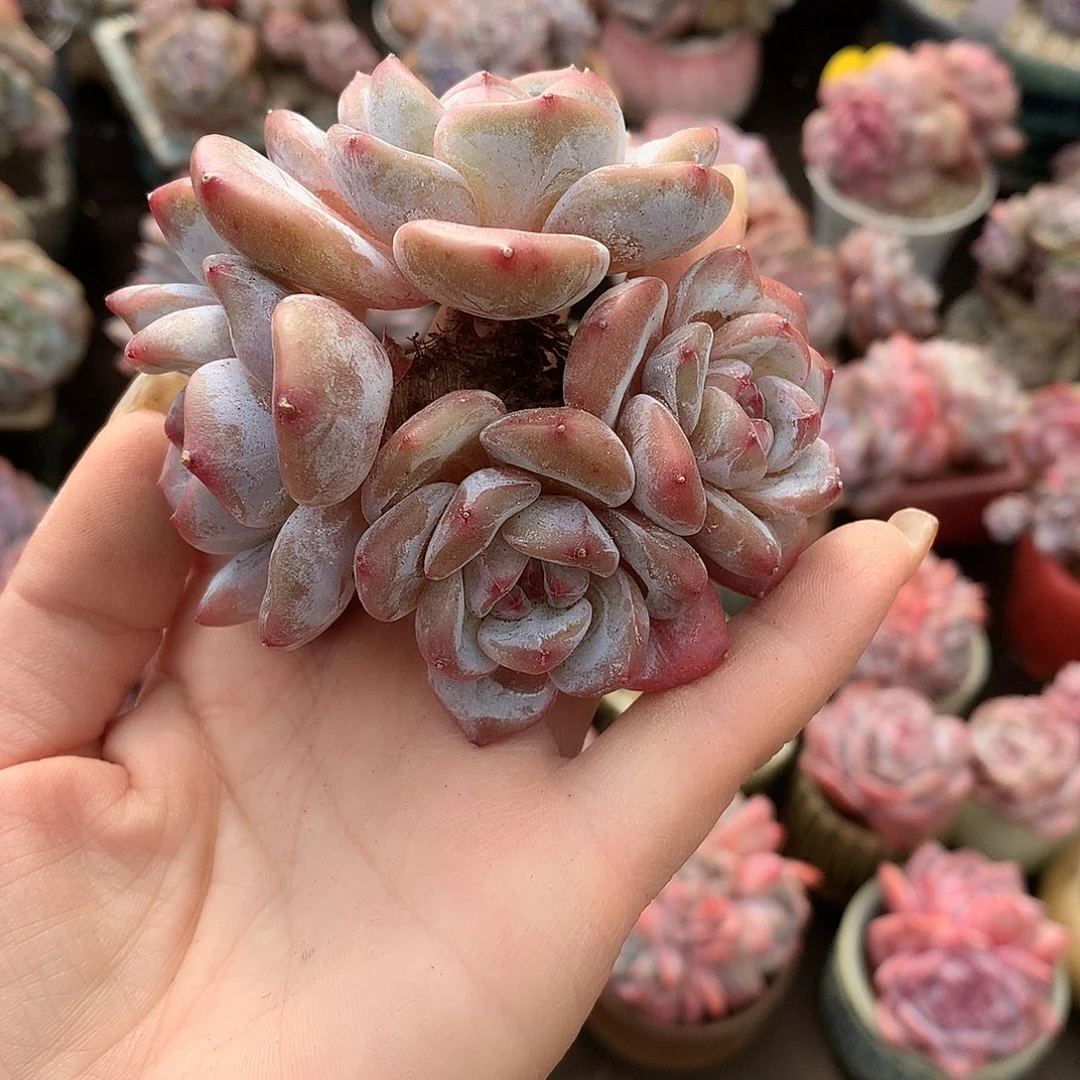 哈哈哈哈哈哈哈石榴籽冰玉