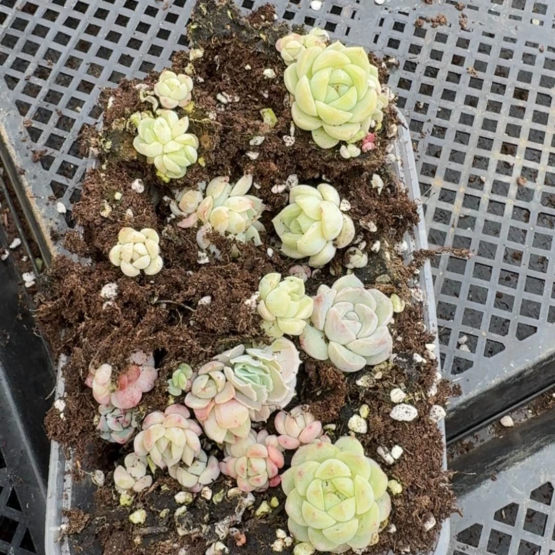 糖心珍妮切糕量拍9-3