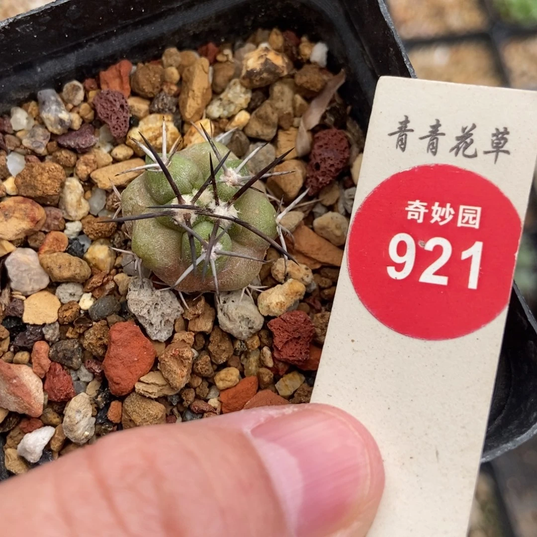 实生狂黑刺龙爪球2.1cm