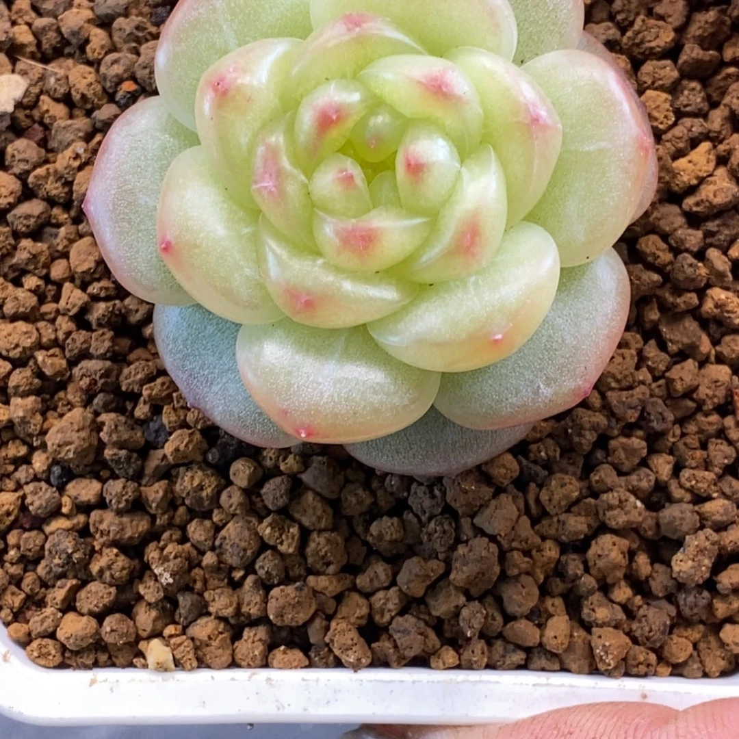 天官赐福百无禁忌