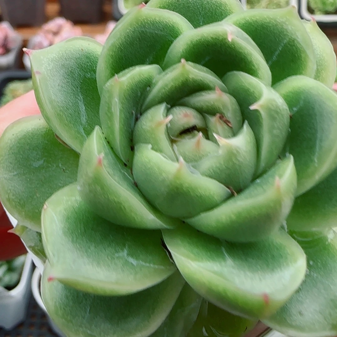 花语逸镜0923-40麦秆糖心