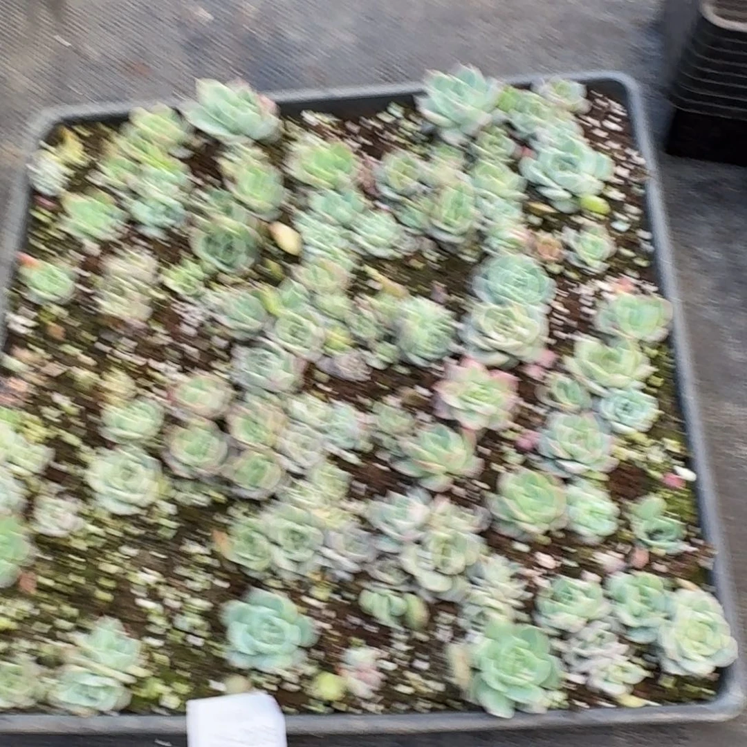 木*壳多肉杂交一物一拍25-203