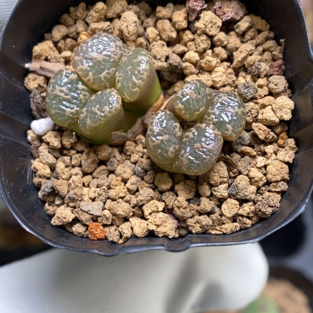 多肉植物肉锥勋章K-3527