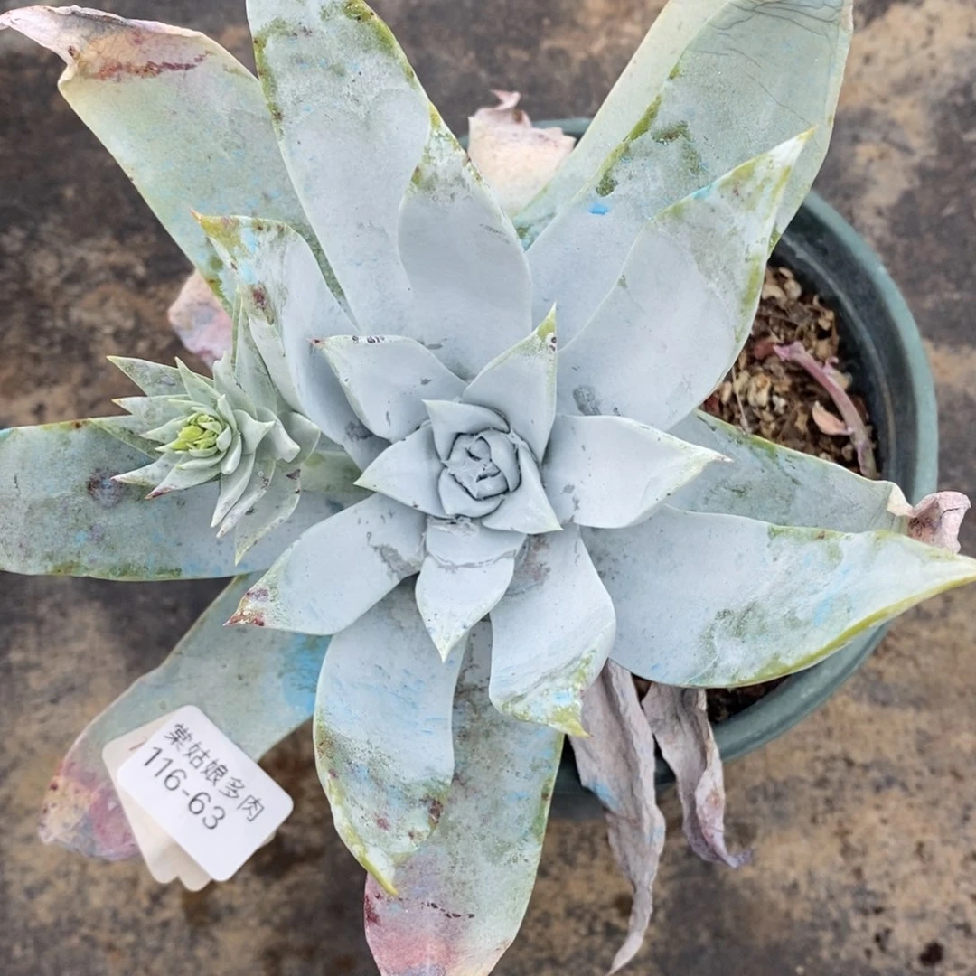 63号安东尼粗腿子