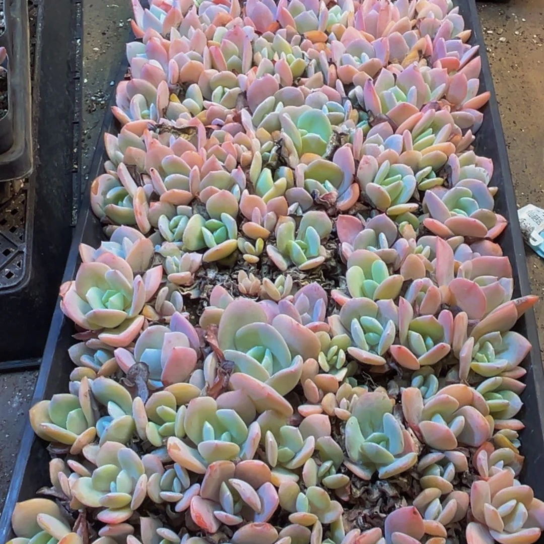 702多肉植物的生长发育和
