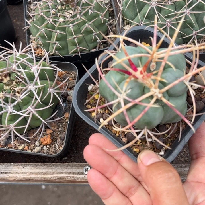 沙***漠9910实生高木绯冠龙