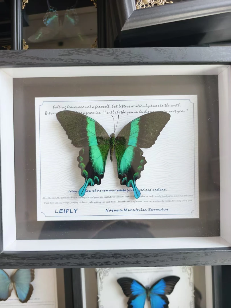 8号（爱神）蝴蝶标本相框