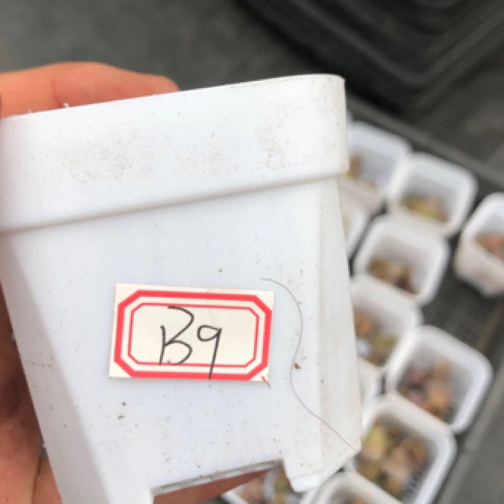 生石花肉锥系列 一物一拍 编号：B9