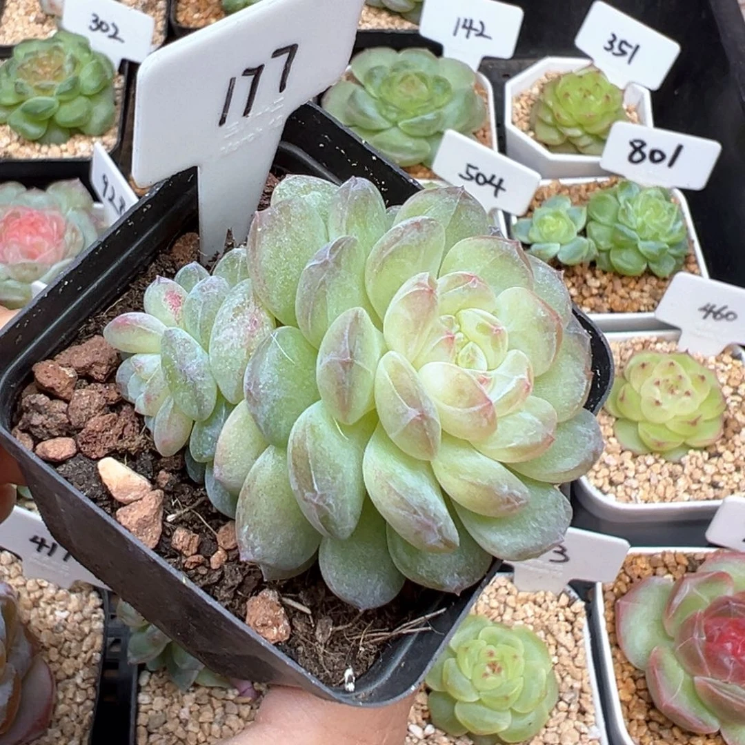 J***e177号风花雪月系列清浅