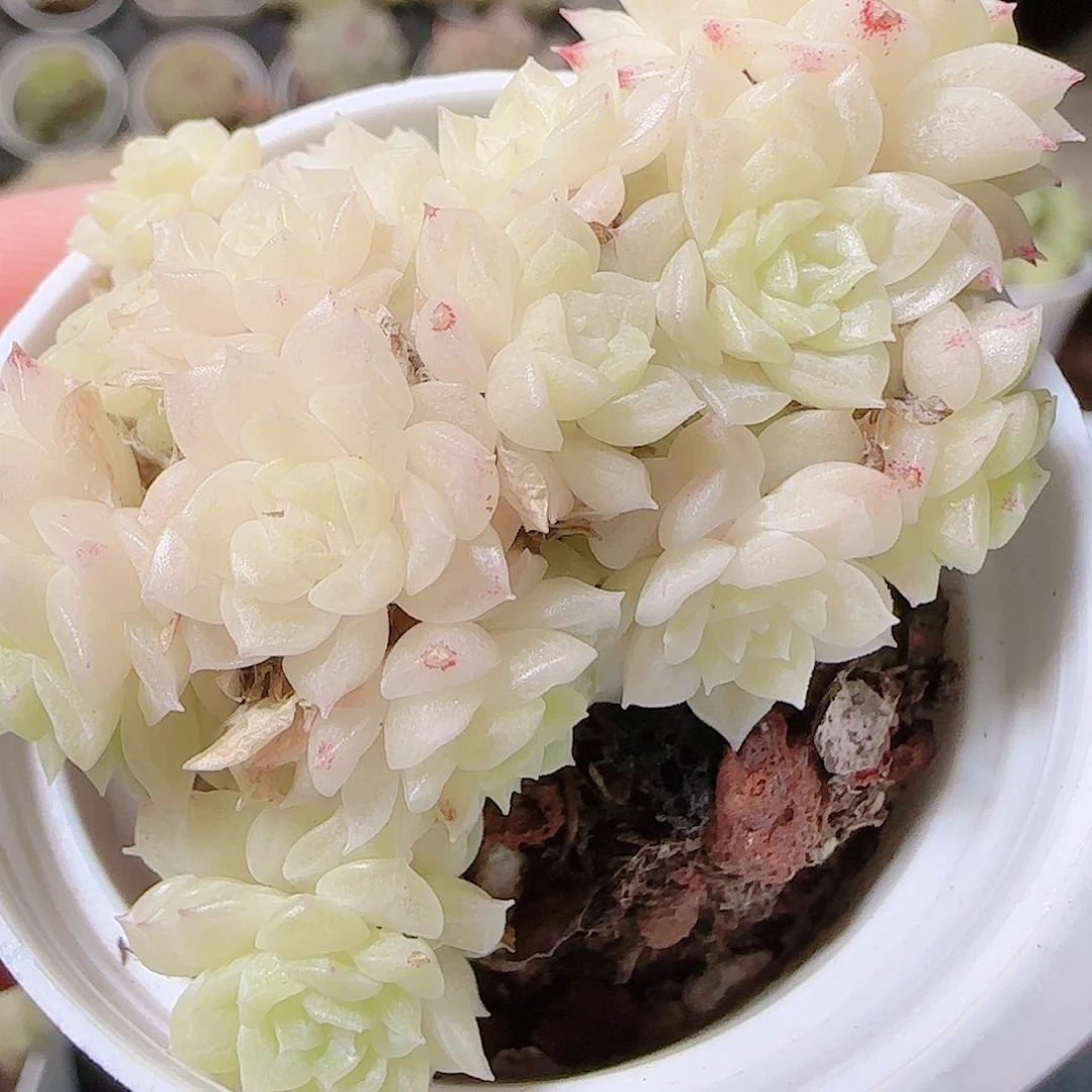 花语逸镜1120-84散