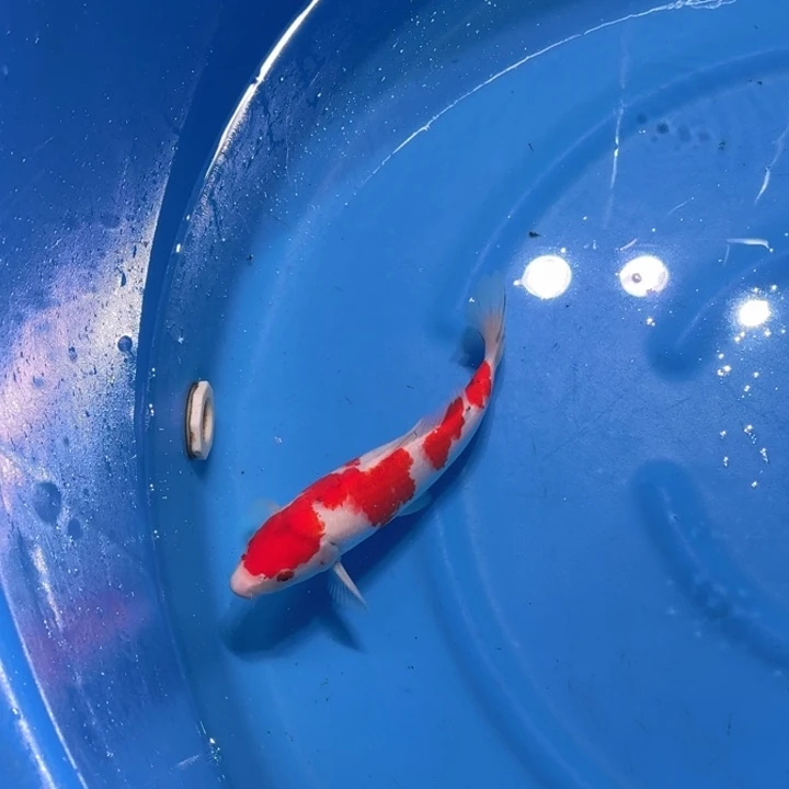 锦鲤板井红白专拍