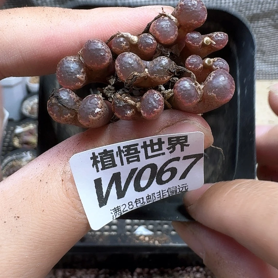 多肉植物的人生rfg