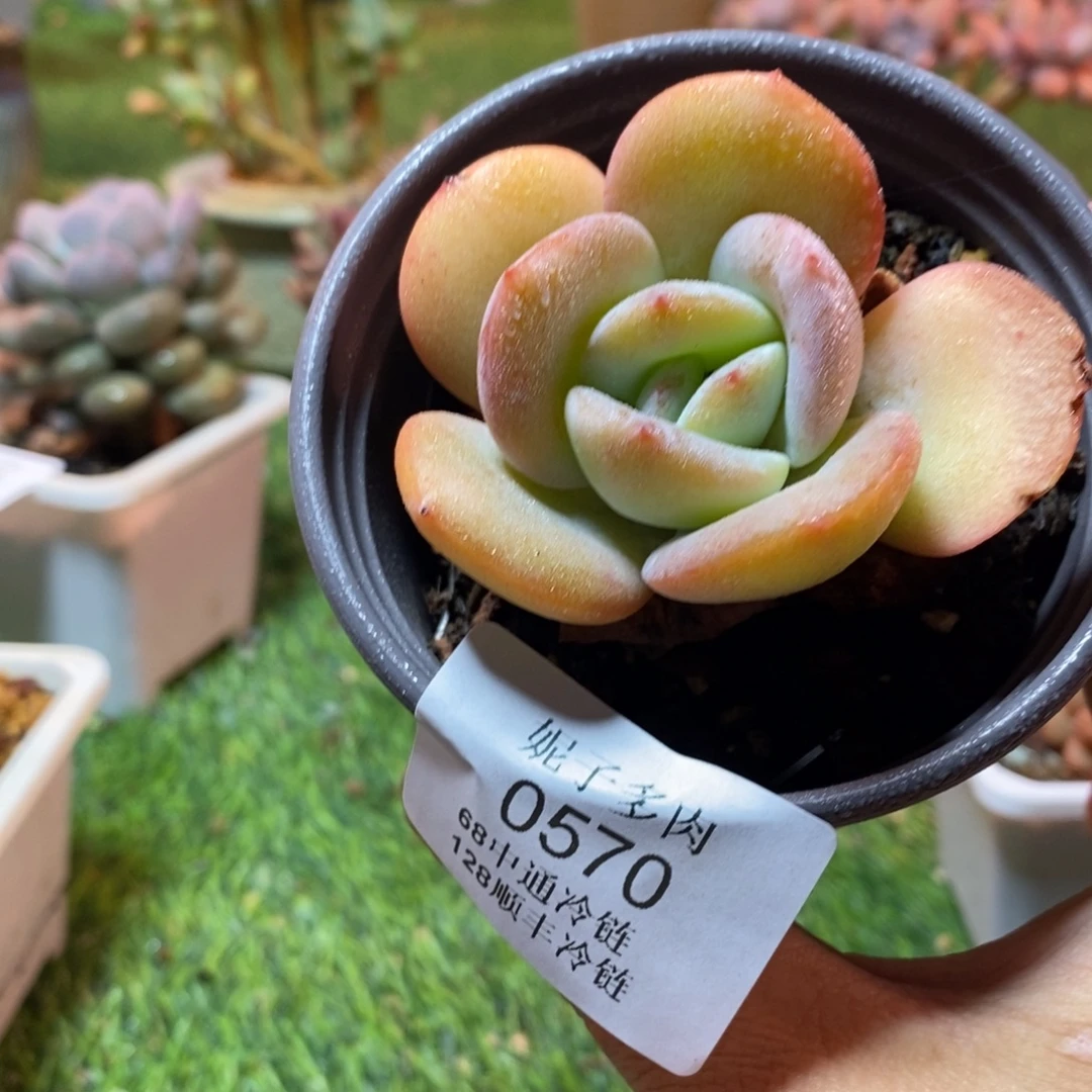 0570啊啊啊啊啊啊啊啊