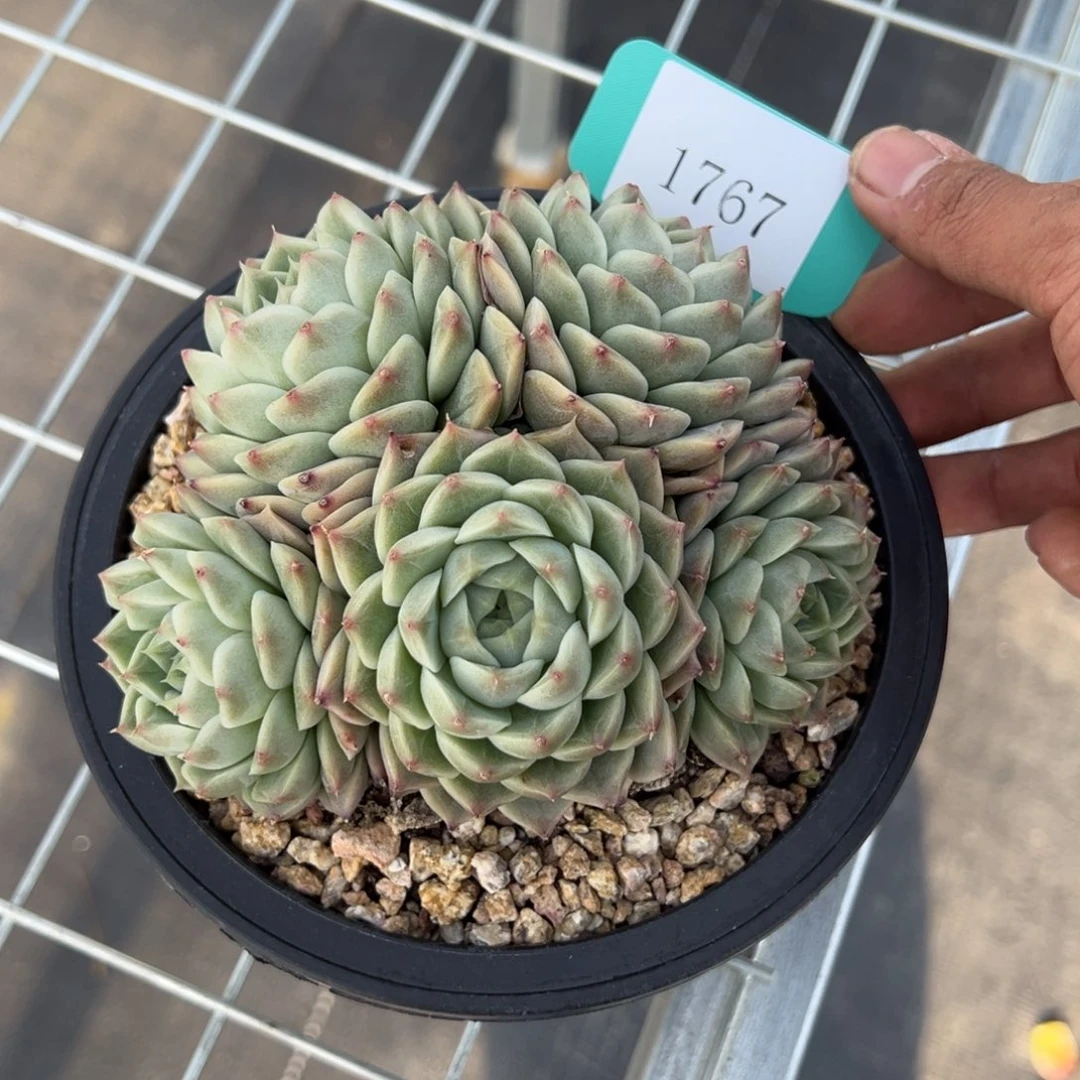 金**串1767多肉多多多多