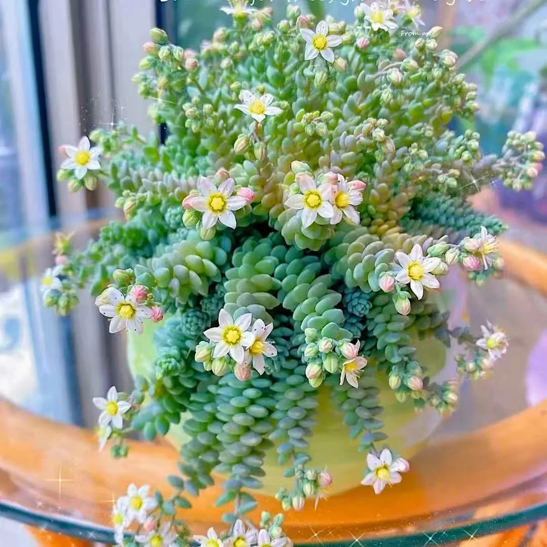 （凑满15包邮）稀有多肉植物旋叶姬星美人易爆盆（以直播间展示为准）