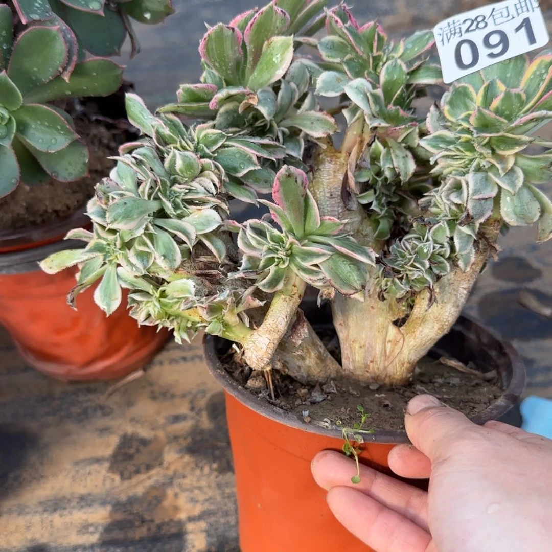 灿烂缀化瑕疵多肉091满28包邮断枝不包