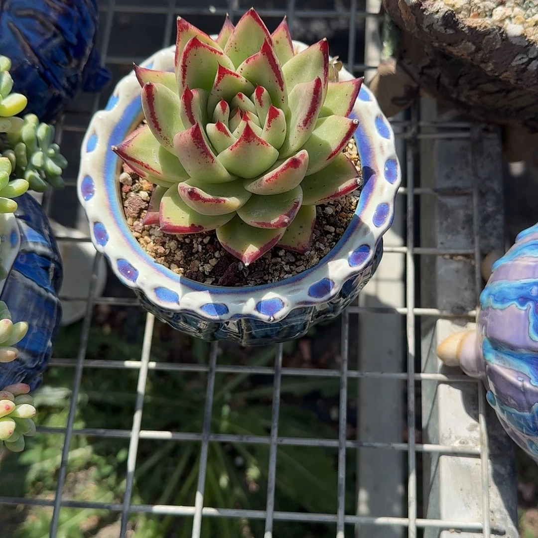 乌木带盆头肉植物