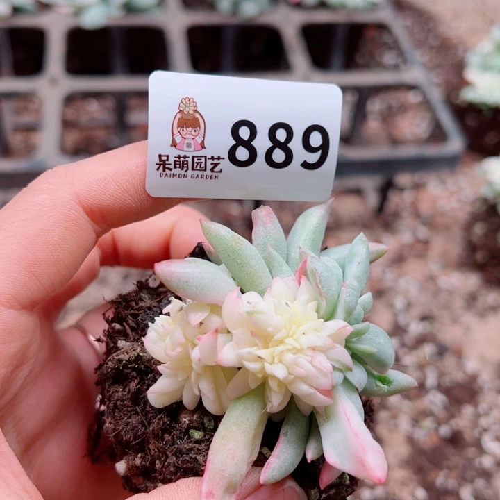 多肉植物多肉植物