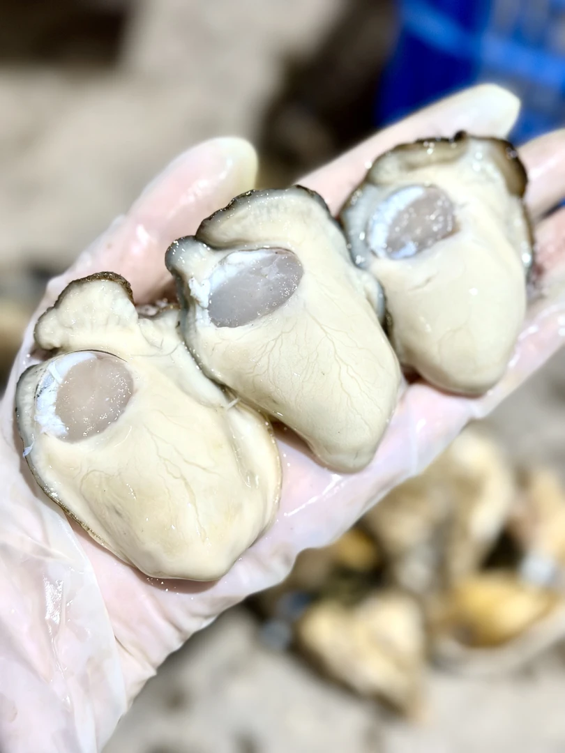 【1斤尝鲜装】中大规格湛江脆蚝/当天新鲜现剥顺丰冷链包邮直达