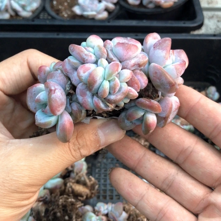 星影石榴籽福利出咯 041