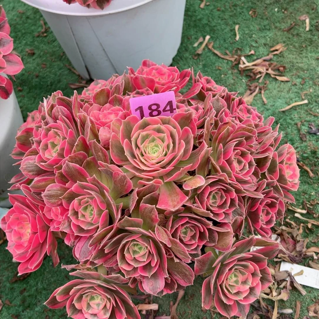 184粉女郎法师多肉植物