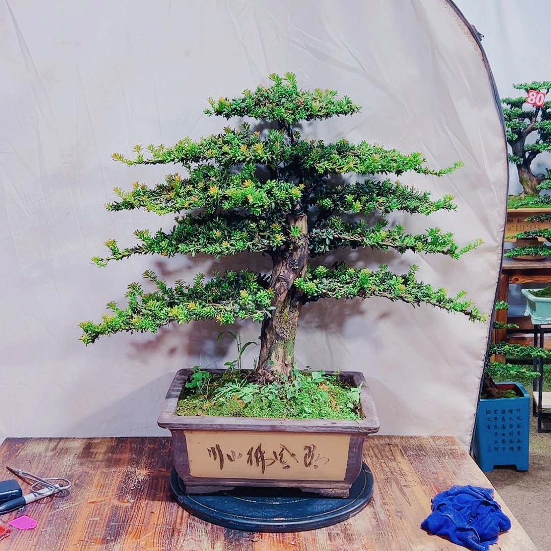 无花朵补差价120红芽这珍珠罗汉松