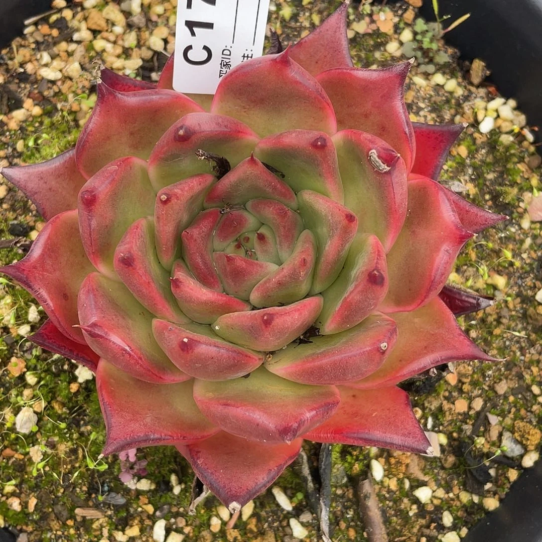 若如东云单拍C173