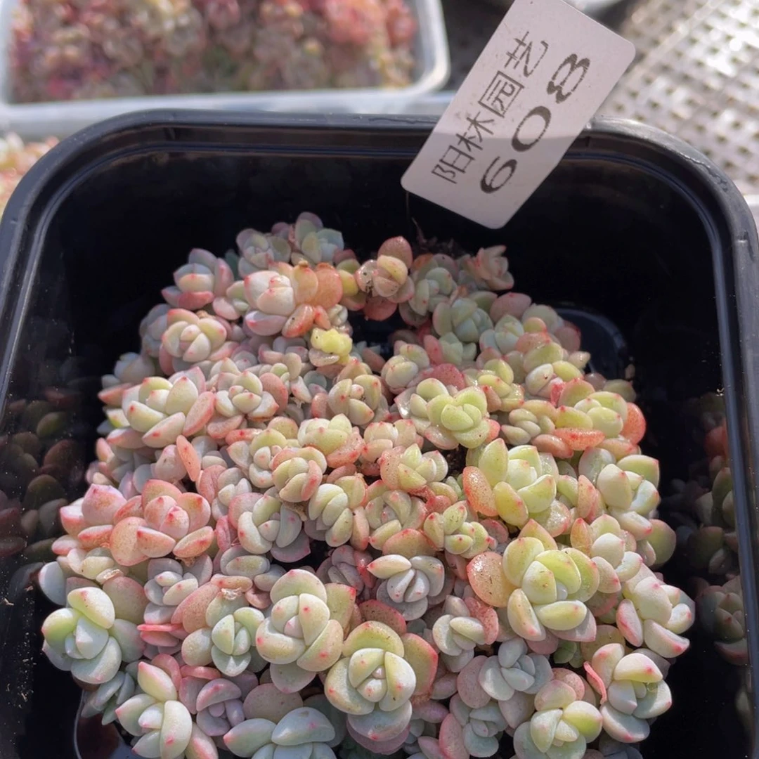 多肉植物多肉植物608