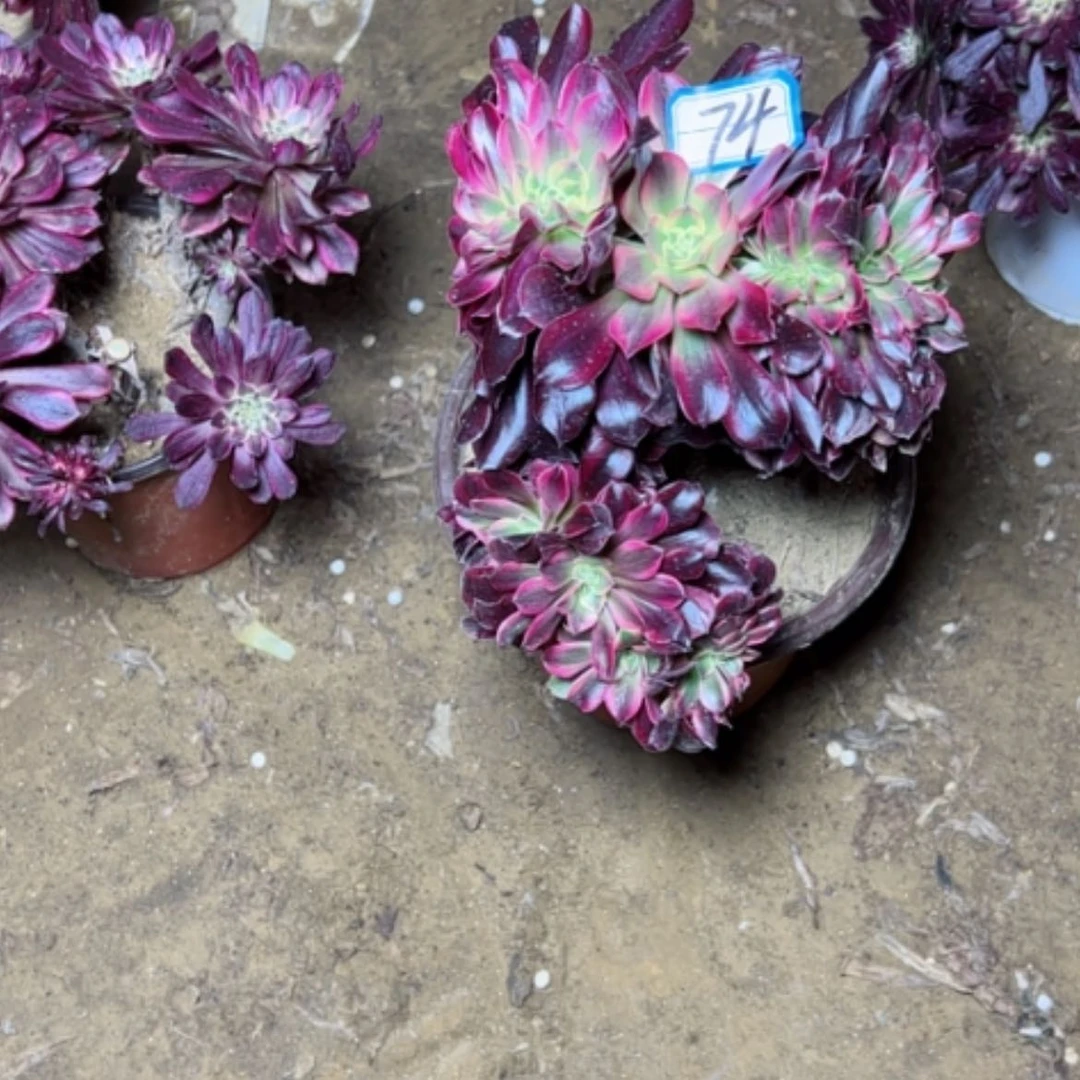 【闪购商品】鄂***哥多肉植物美杜莎74