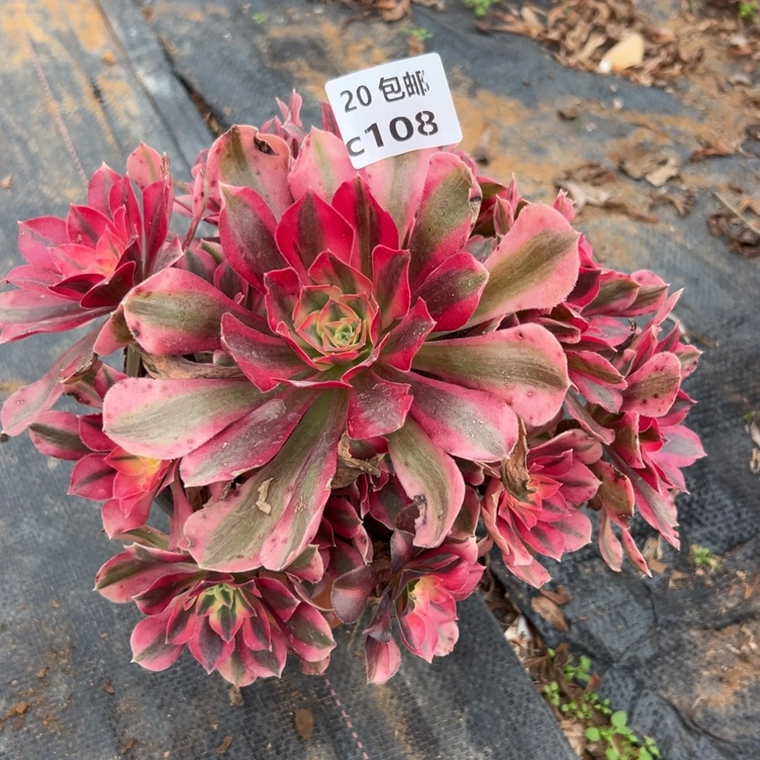 108女巫，满20包邮