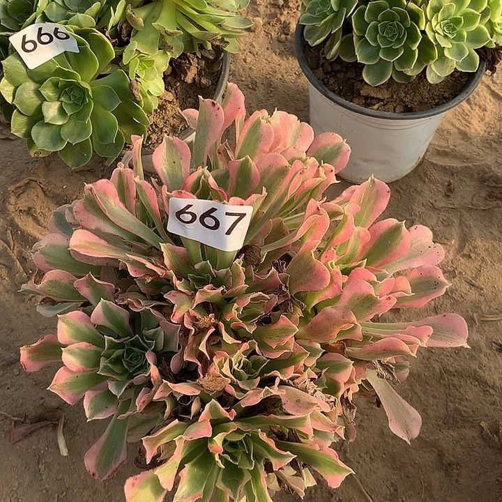 无花朵667白凤中