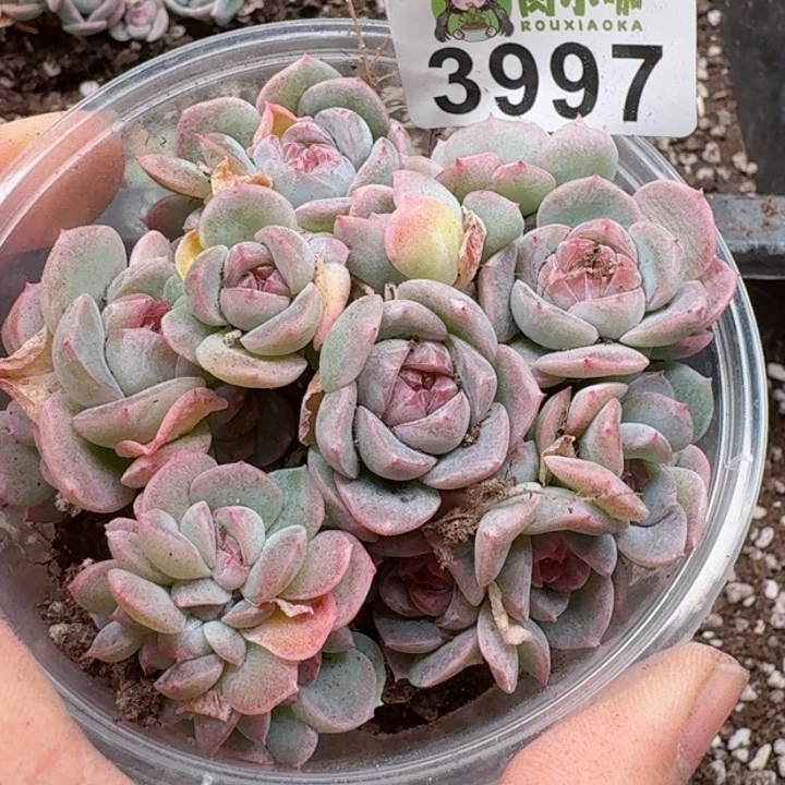 多肉植物多肉植物