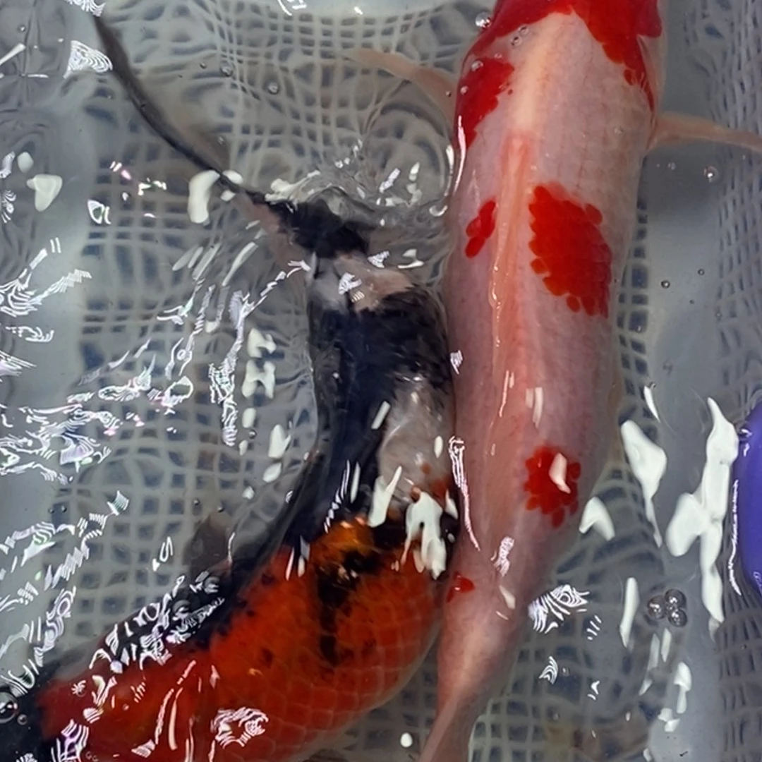 锦鲤锦鲤包邮冷水