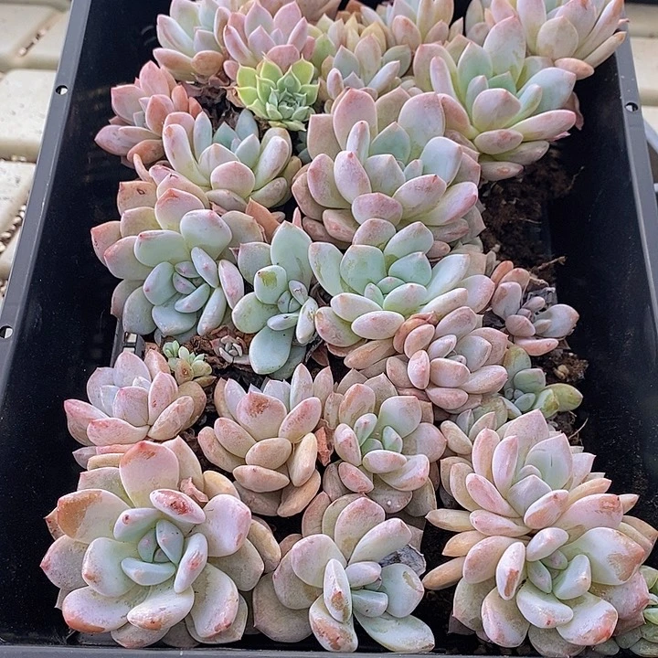 10 多肉植物盆栽花卉植物