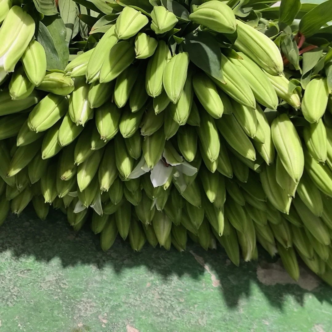 新到的三头白色百合花【一扎】