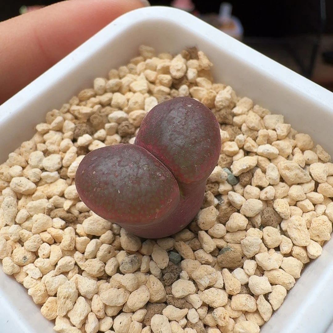 多肉植物福利风铃797