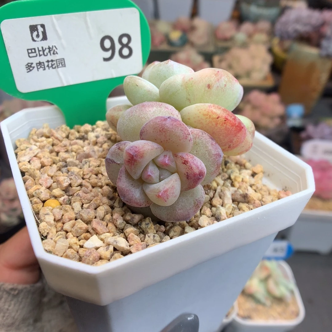 98双头异色冰玉石化多肉