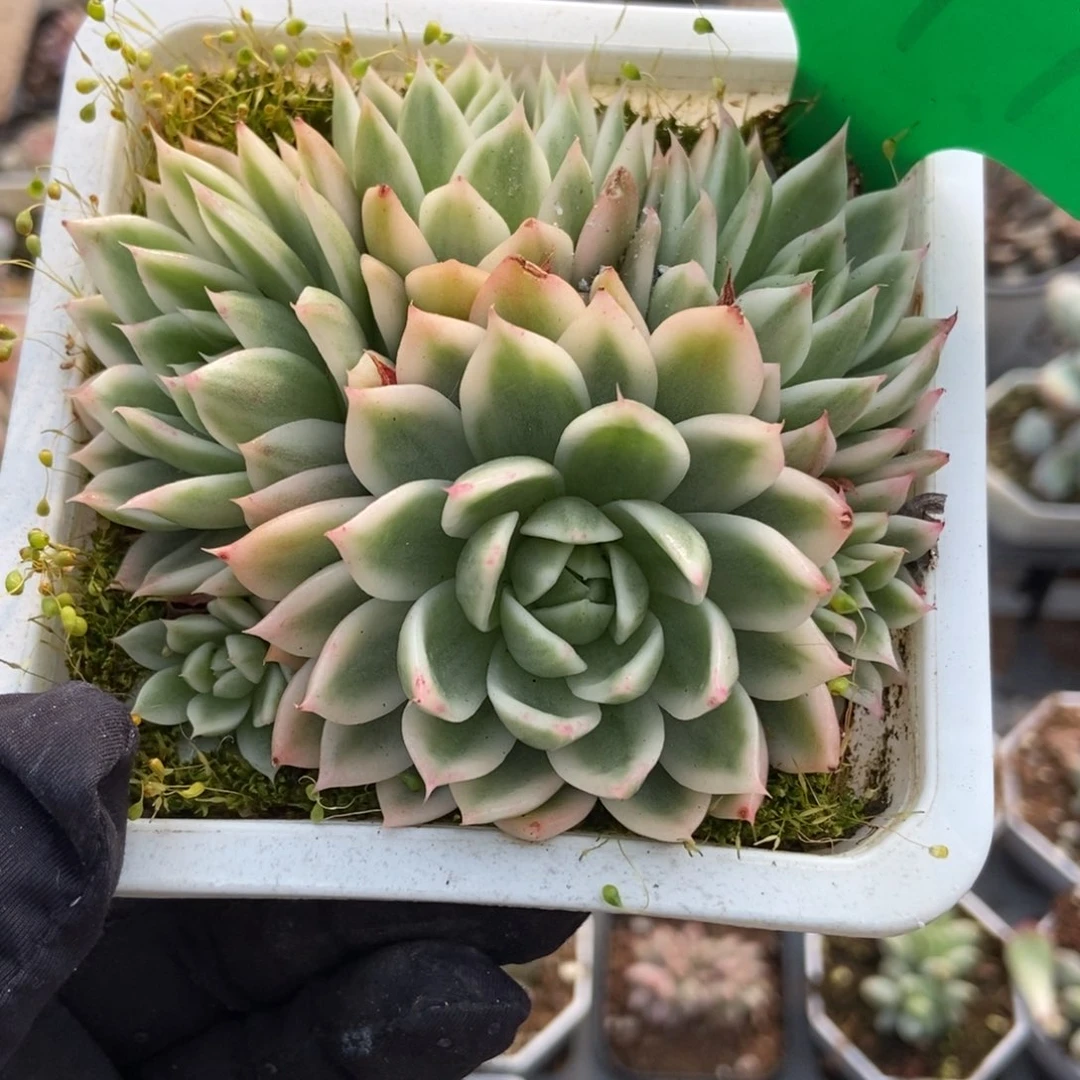 977蝴蝶飞锦多肉植物保护