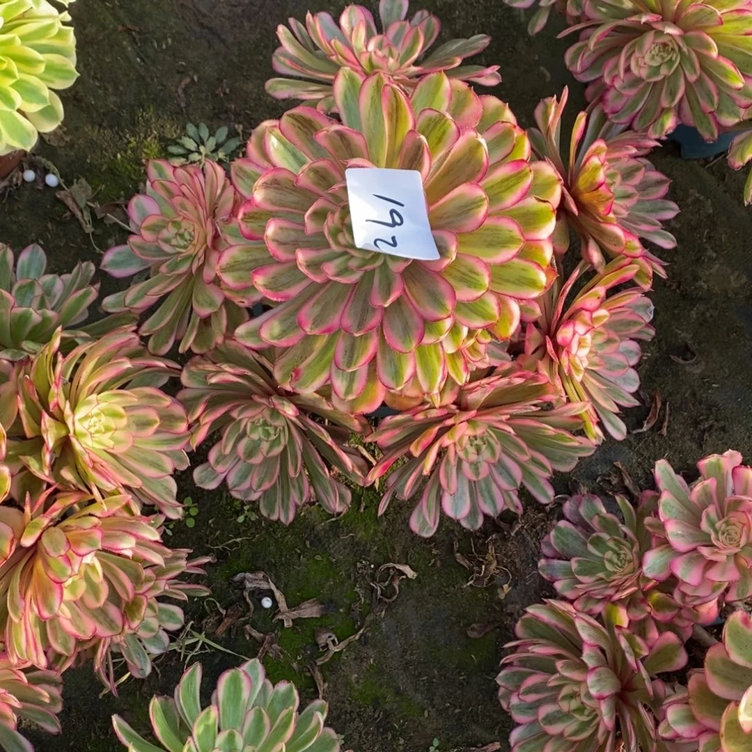 不开花植物192号白月光1颗多肉